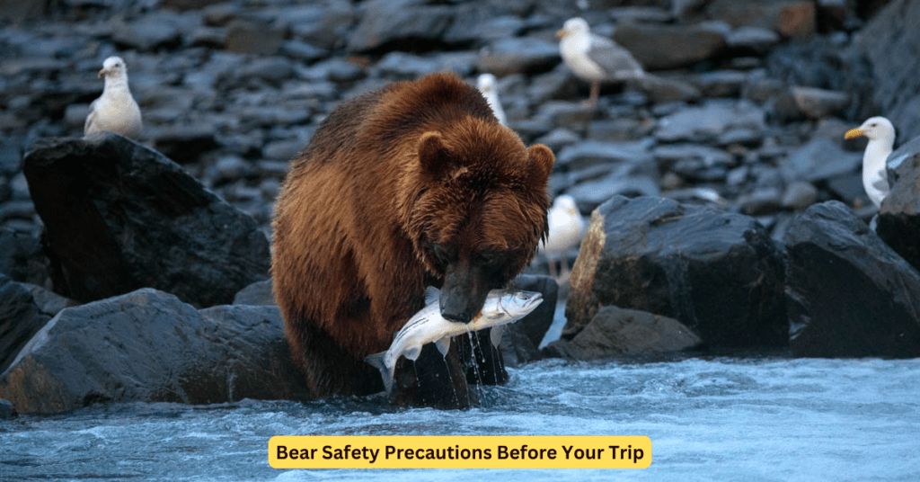 Bear Safety Precautions Before Your Trip