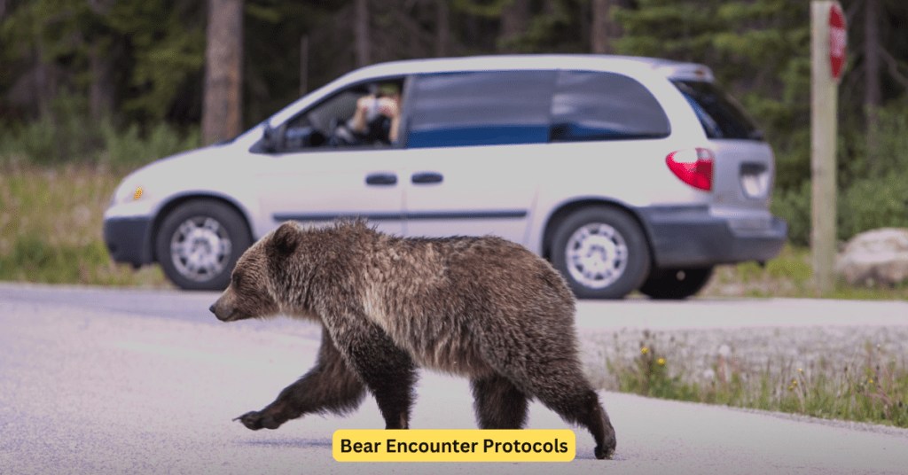 Bear Encounter Protocols